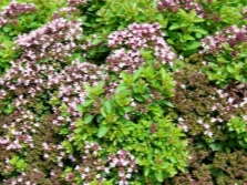 Киргизский орегано