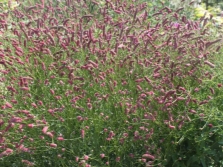 Кровохлебка Pink Tanna