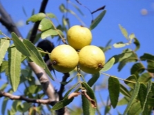 Орех калифорнийский