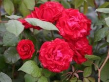 Сорт Paul's Scarlet Climber