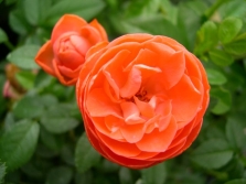 Сорт Orange Morsdag