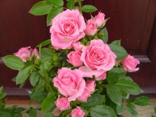 Сорт роз Patio rose
