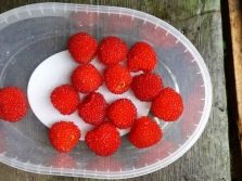 Норвежская малина описание сорта фото. norvezhskaya malina harakteristiki sorta i osobennosti posadki 3. Норвежская малина описание сорта фото фото. Норвежская малина описание сорта фото-norvezhskaya malina harakteristiki sorta i osobennosti posadki 3. картинка Норвежская малина описание сорта фото. картинка norvezhskaya malina harakteristiki sorta i osobennosti posadki 3. Речь идет о пяти разных видов малины? Нет! Все это названия одной культуры, чаще всего продающейся в садовых центрах как малина Норвежская.