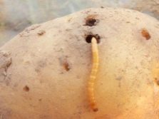 Картофель бриз: характеристика и описание сорта, выращивание и уход