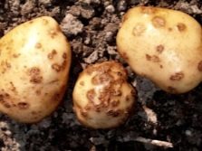 Картофель бриз: характеристика и описание сорта, выращивание и уход