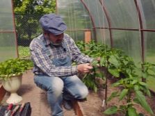 Как правильно пасынковать перец