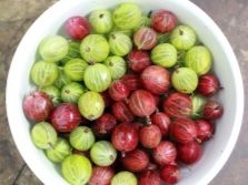 Мармелад из крыжовника рецепт. kak prigotovit marmelad iz kryzhovnika 4. Мармелад из крыжовника рецепт фото. Мармелад из крыжовника рецепт-kak prigotovit marmelad iz kryzhovnika 4. картинка Мармелад из крыжовника рецепт. картинка kak prigotovit marmelad iz kryzhovnika 4. Мармелад из крыжовника, приготовленный самостоятельно – это экологически чистый десерт. В продукте не содержится химических ароматизаторов и пищевых красителей. Загуститель используют на основе натурального сырья. Десерт гипоаллергенный, отличается высоким содержанием полезных элементов, поэтому рекомендован взрослым и детям.