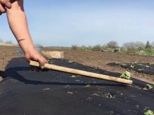 Мембрана для клубники что это. osobennosti i ispolzovanie ukryvnogo materiala dlya klubniki 12. Мембрана для клубники что это фото. Мембрана для клубники что это-osobennosti i ispolzovanie ukryvnogo materiala dlya klubniki 12. картинка Мембрана для клубники что это. картинка osobennosti i ispolzovanie ukryvnogo materiala dlya klubniki 12. Сладкая каторга – так называли садоводы клубничные грядки, пока не пришли на дачные участки технологии выращивания садовой земляники с применением агроволокна или пленки. Непривычный метод насторожил скептиков, но быстро распространился среди любителей эксперимента.