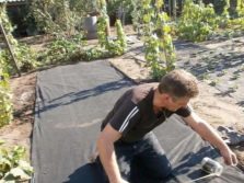 Мембрана для клубники что это. osobennosti i ispolzovanie ukryvnogo materiala dlya klubniki 13. Мембрана для клубники что это фото. Мембрана для клубники что это-osobennosti i ispolzovanie ukryvnogo materiala dlya klubniki 13. картинка Мембрана для клубники что это. картинка osobennosti i ispolzovanie ukryvnogo materiala dlya klubniki 13. Сладкая каторга – так называли садоводы клубничные грядки, пока не пришли на дачные участки технологии выращивания садовой земляники с применением агроволокна или пленки. Непривычный метод насторожил скептиков, но быстро распространился среди любителей эксперимента.