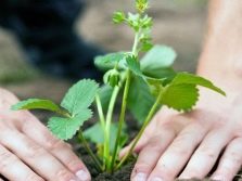 Почему ягоды клубники коричневеют. yagody klubniki sohnut i korichneveyut prichiny i puti resheniya problemy 11. Почему ягоды клубники коричневеют фото. Почему ягоды клубники коричневеют-yagody klubniki sohnut i korichneveyut prichiny i puti resheniya problemy 11. картинка Почему ягоды клубники коричневеют. картинка yagody klubniki sohnut i korichneveyut prichiny i puti resheniya problemy 11. Клубнику относят к теплолюбивым растениям, созревает она обычно к концу мая – началу июня. Эта ягода не отличается привередливостью, но, как и любая другая культура, нуждается в уходе. Каждый человек, который решил заняться выращиванием этой ягоды, может столкнуться с проблемой, когда плоды клубники сохнут и коричневеют. Причину стоит найти как можно быстрее, и устранить ее наиболее эффективным способом.