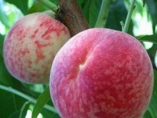 Кардинал вкусный персик из Америки