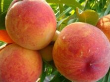 Кардинал вкусный персик из Америки