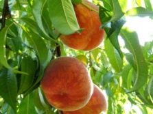 Кардинал вкусный персик из Америки
