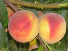 Кардинал вкусный персик из Америки