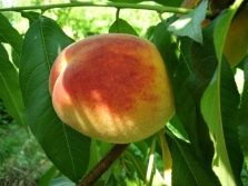 Кардинал вкусный персик из Америки