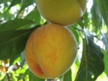 Кардинал вкусный персик из Америки