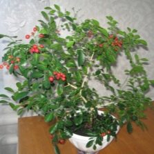 Домашняя мурайя плодоносит