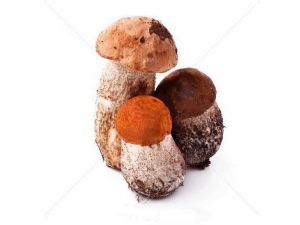 Грибы подосиновики