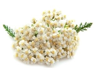 Тысячелистник