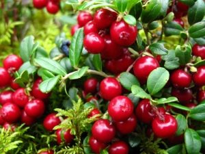 Брусника: полезные свойства ягоды