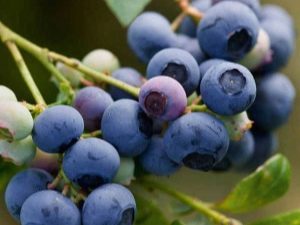 Садовая голубика: особенности выращивания вкуснейшей ягоды