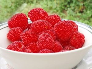 Норвежская малина: характеристики сорта и особенности посадки