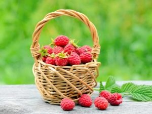 Всё о выращивании малины: много – не значит сложно