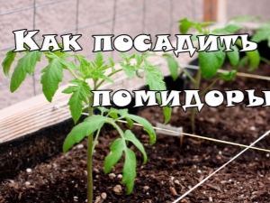 На каком расстоянии сажать помидоры в теплице?