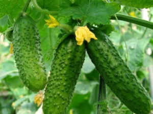 Какие культуры можно сажать рядом с огурцами?