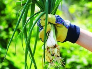Многолетний лук: популярные сорта и секреты выращивания от садоводов