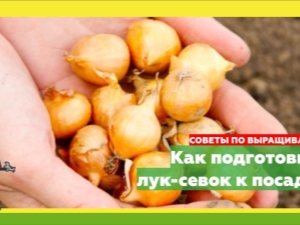 Нужно ли обрезать лук-севок перед посадкой?