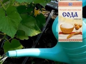 Особенности использования соды для огурцов
