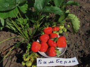 Клубника «Кимберли» («Вима Кимберли»): характеристика и выращивание