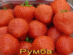 Клубника «Румба»: описание сорта и рекомендации по выращиванию