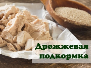 Правила подкормки дрожжами помидоров и огурцов