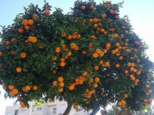Разновидности мандаринов и способы их приготовления