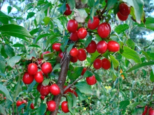 Как варить варенье из кизила с косточкой?