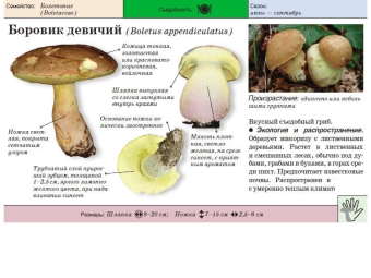 Девичий боровик