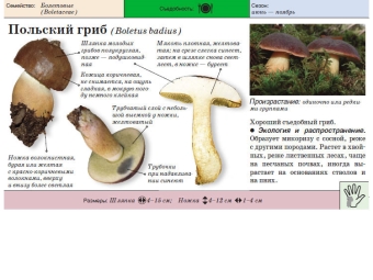 Польский боровик
