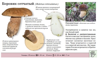 Сетчатый боровик