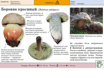 Красивый боровик
