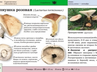 Гриб волнушка розовая