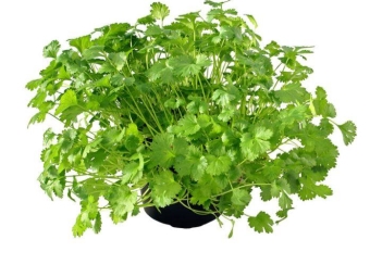 Зелень кориандра