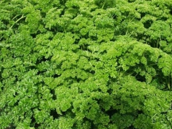 Петрушка листовая кудрявая