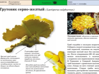 Трутовик серно-желтый