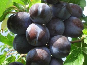 Компот из алычи пить. kak svarit kompot iz alychi 3. Компот из алычи пить фото. Компот из алычи пить-kak svarit kompot iz alychi 3. картинка Компот из алычи пить. картинка kak svarit kompot iz alychi 3. Предлагаю воспользоваться простым рецептом ароматного и очень вкусного компота из алычи и абрикосов. Алычу можно брать любого цвета, на вкус компота это никак не повлияет. Сладкий компот очень нравится маленьким детям, поэтому приготовьте его обязательно и порадуйте своих малышей.