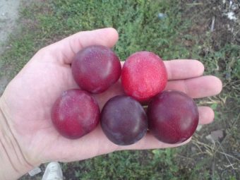Компот из алычи пить. kak svarit kompot iz alychi 4. Компот из алычи пить фото. Компот из алычи пить-kak svarit kompot iz alychi 4. картинка Компот из алычи пить. картинка kak svarit kompot iz alychi 4. Предлагаю воспользоваться простым рецептом ароматного и очень вкусного компота из алычи и абрикосов. Алычу можно брать любого цвета, на вкус компота это никак не повлияет. Сладкий компот очень нравится маленьким детям, поэтому приготовьте его обязательно и порадуйте своих малышей.