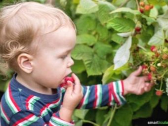 Сколько кальция в малине. kakie vitaminy i mineraly soderzhatsya v maline 12. Сколько кальция в малине фото. Сколько кальция в малине-kakie vitaminy i mineraly soderzhatsya v maline 12. картинка Сколько кальция в малине. картинка kakie vitaminy i mineraly soderzhatsya v maline 12. Энергетическая ценность Малина сушеная составляет 239,7 кКал.