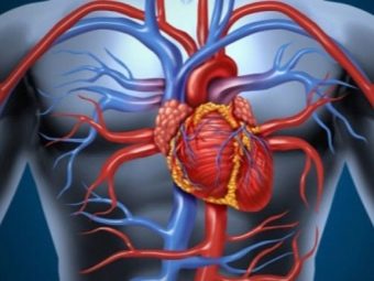 Сколько кальция в малине. kakie vitaminy i mineraly soderzhatsya v maline 16. Сколько кальция в малине фото. Сколько кальция в малине-kakie vitaminy i mineraly soderzhatsya v maline 16. картинка Сколько кальция в малине. картинка kakie vitaminy i mineraly soderzhatsya v maline 16. Энергетическая ценность Малина сушеная составляет 239,7 кКал.
