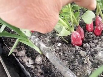 Почему редиска горькая как исправить